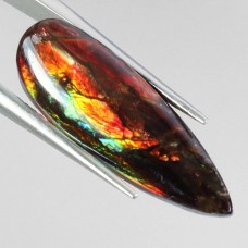 Аммоліт. 0517